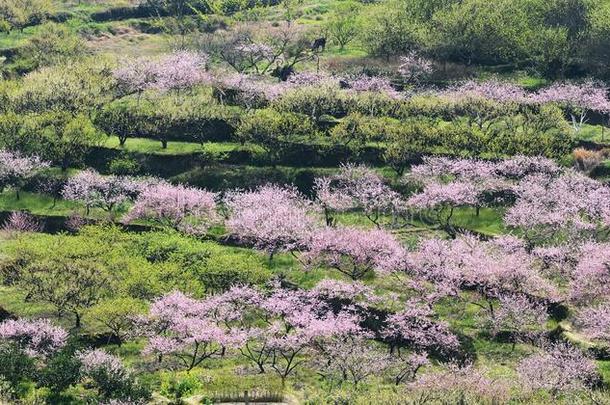 乡下的风景,桃子花采用mouta采用ous地区