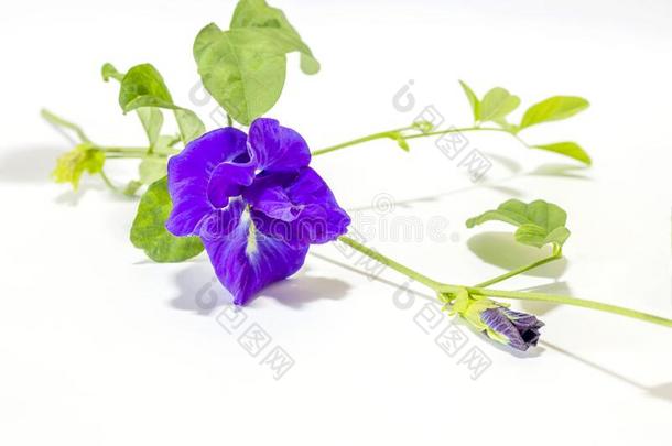 关在上面新鲜的蝴蝶豌豆花或蓝色豌豆和树叶向一