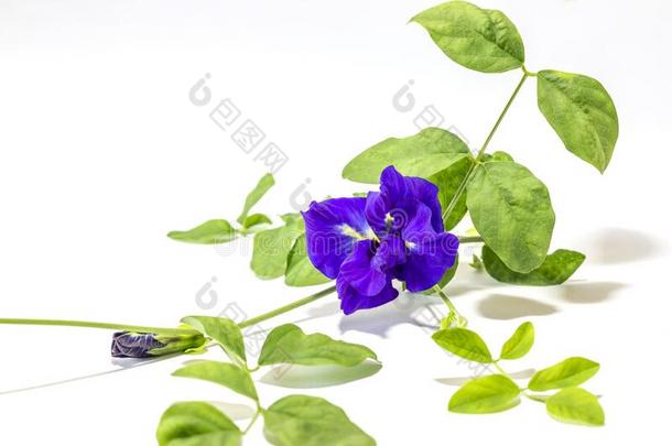 关在上面新鲜的蝴蝶豌<strong>豆花</strong>或蓝色豌豆和树叶向一