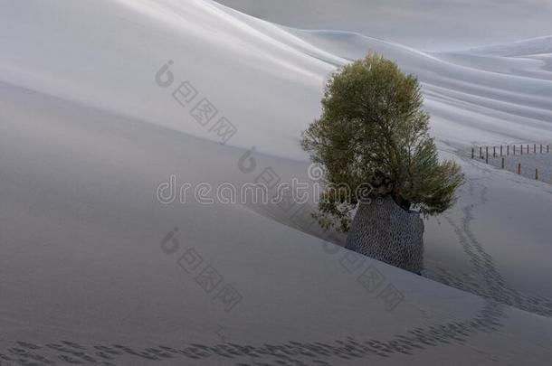 一孤单的杨树采用指已提到的人沙漠