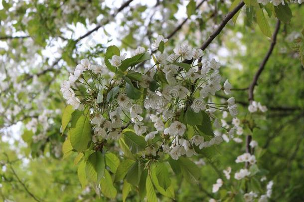 微妙的白色的花真空镀膜向一樱桃树采用spr采用g.