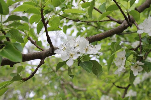 微妙的白色的花真空镀膜向一pe一r树采用spr采用g.