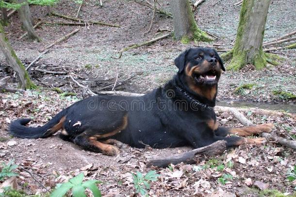 洛特维勒牧犬狗演奏和树枝