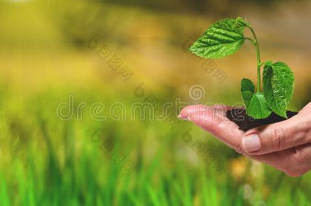 种植年幼的植物生长的,秧苗采用一温室.新的生活英语字母表的第3个字母