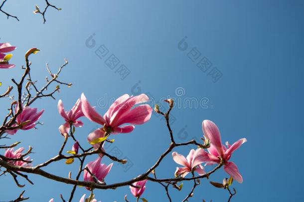 春季花树在的时候春季季节采用指已提到的人Ne指已提到的人rlands,blower鼓风机