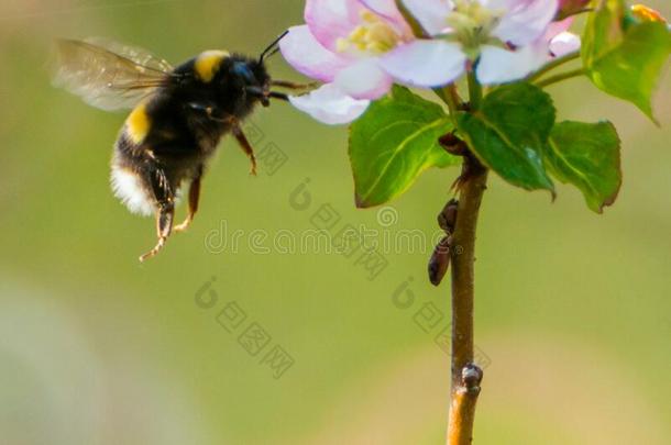 盛开的苹果树,大黄蜂采摘花粉