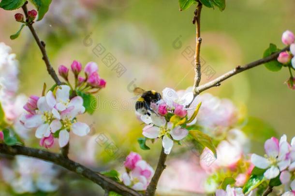 美丽的春季盛开的,大黄蜂采摘花粉