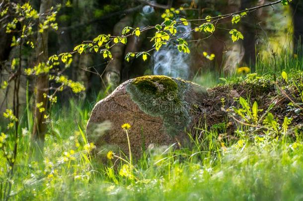 春季森林,石头和苔藓,蒲公英花和新鲜的同意