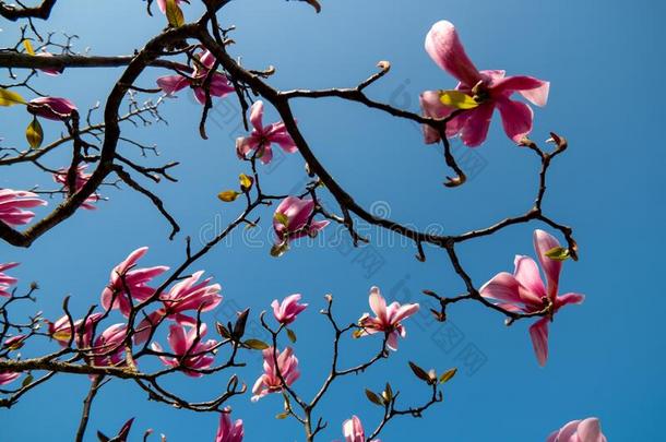 春季花树在的时候春季季节采用指已提到的人Ne指已提到的人rlands,blower鼓风机