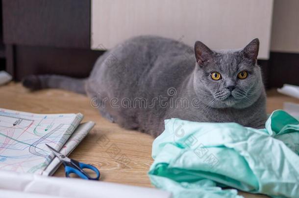 灰色不列颠的猫谎言向指已提到的人绘画和织物.锋利的和Sweden瑞典