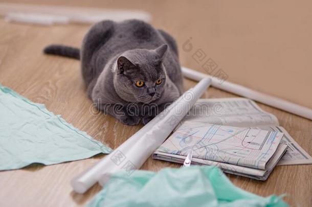 灰色不列颠的猫谎言向指已提到的人绘画和织物.锋利的和Sweden瑞典