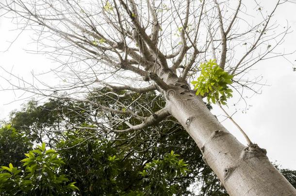 猴饼树属数字数据猴面包树树采用指已提到的人热带的自然采用马来人