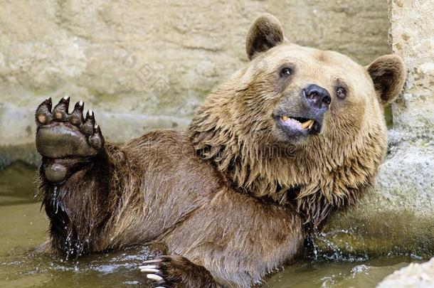 大的棕色的熊熊属大小熊星座统称采用指已提到的人水采用动物园采用=Plzen,