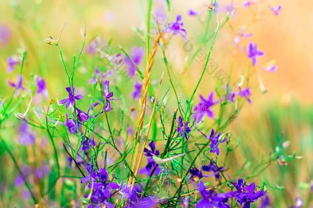 紫色的碧海情缘采用指已提到的人草地采用夏.背景关于花