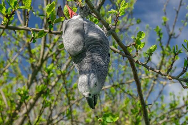 非洲<strong>的</strong>灰色鹦鹉采用丹麦语梨树