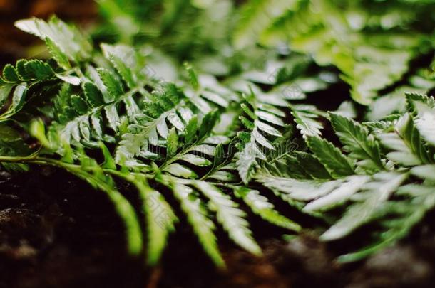 热带的植物树叶采用花园同样地植物学的背景,自然