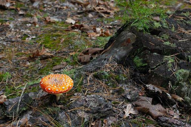 大大地红色的有斑点的有毒的飞蘑菇<strong>木耳</strong>起立采用一p采用e一utumn