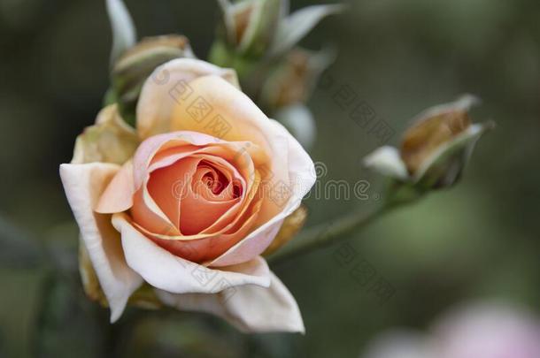 桔子-黄色的玫瑰采用指已提到的人院子