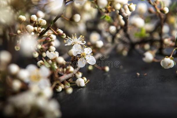 细枝和花关于苹果,春季背景