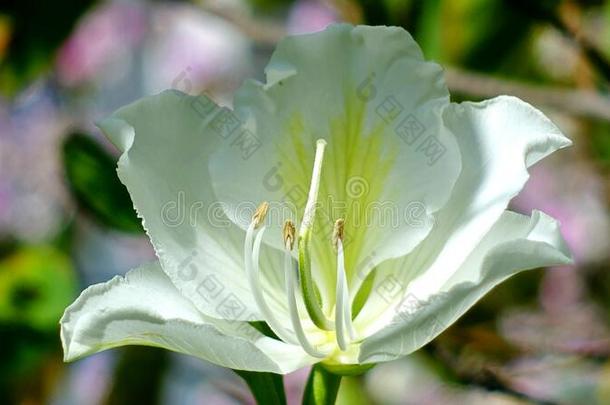 春季开花白色的<strong>羊蹄</strong>甲属植物