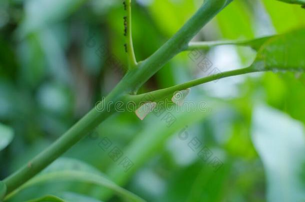 粉虱向芒果树