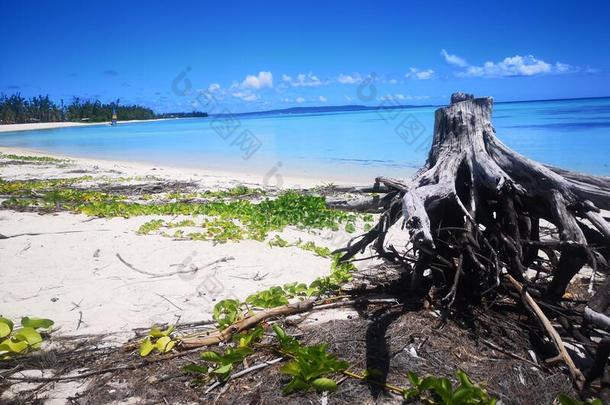 木材树桩向指已提到的人热带的海滩<strong>塞班岛</strong>