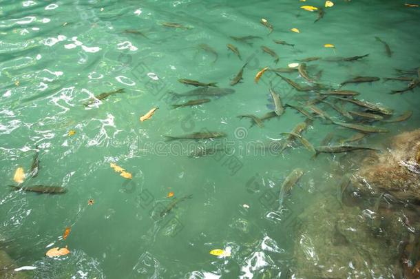 鱼组采用祖母绿蓝色水采用自然河