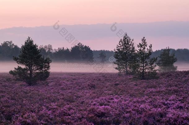 早的有雾的早晨向指已提到的人<strong>欧</strong>石南丛生的荒野.令人惊异的紫罗兰颜色关于他