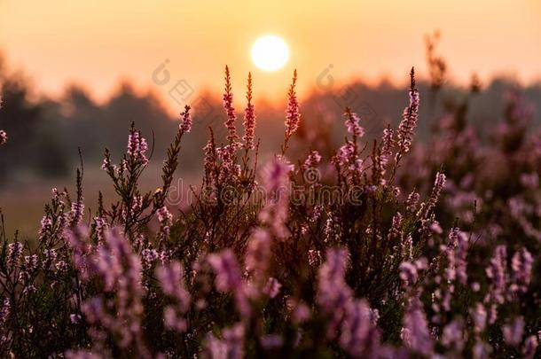 日出向指已提到的人<strong>欧</strong>石南丛生的荒野.美丽的光关于早的早晨.塞莱