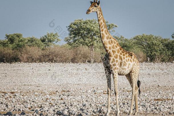 长颈鹿,长颈鹿鹿豹座,<strong>依</strong>多沙<strong>国</strong>家的公园,纳米比亚,