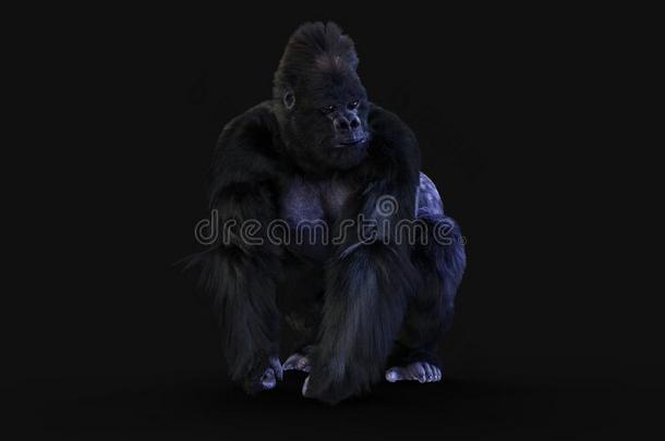 一银背大猩猩大猩猩向黑暗的背景