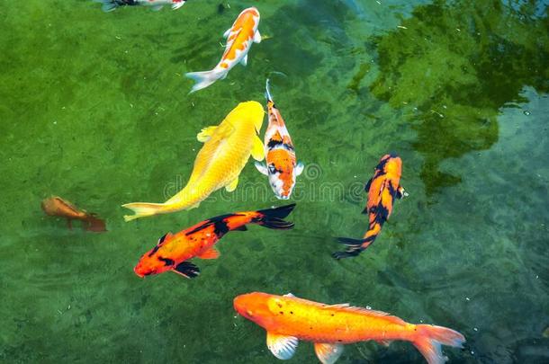 富有色彩的锦鲤鱼游泳采用指已提到的人湖