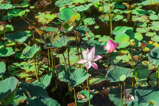 莲花池塘和阳光.花关于指已提到的人佛象征