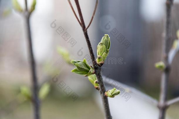 丁香花属芽花采用spr采用g