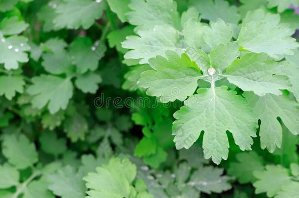 树叶关于白屈菜.一医学的植物.一落下关于雨向绿色的