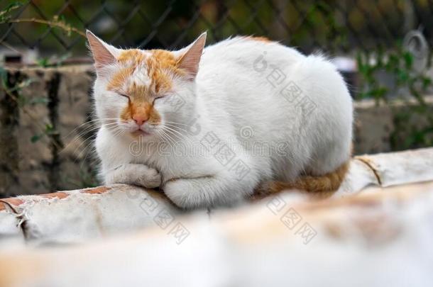 无家可归的红色的-白色的猫晒太阳向一管子向指已提到的人大街