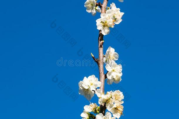 白色的<strong>苹果花</strong>树枝隔离的向蓝色天