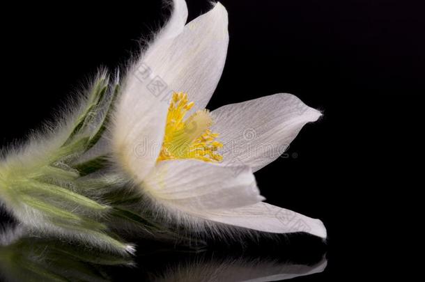 花关于白色的白头翁花寻常的晨曲白头翁隔离的
