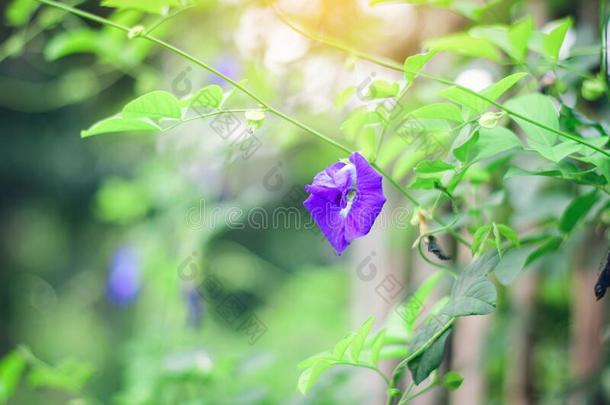 紫色的豌豆花