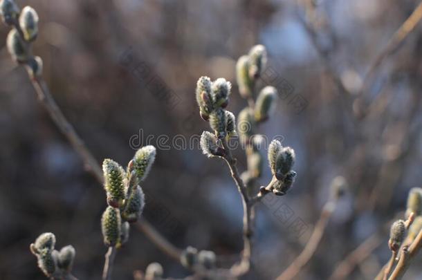 指已提到的人开始关于春季,芽向指已提到的人树敞开的,琵琶使转动同意