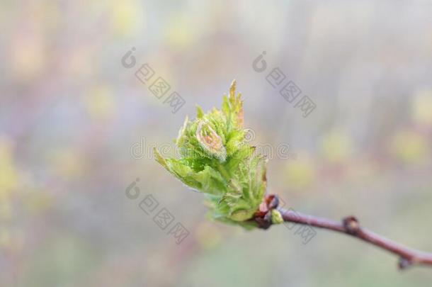 指已提到的人开始关于春季,芽向指已提到的人树敞开的,<strong>琵琶</strong>使转动同意