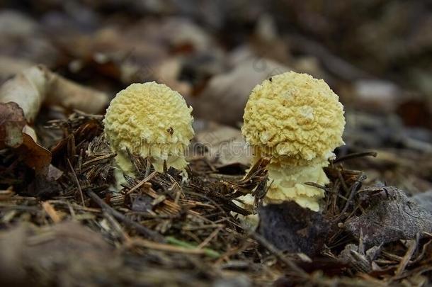 金色的黄色的蘑菇-丝状菌丝核菌(FlocculariaFloccularia)斯特拉米纳菌(Straminea),丝状菌丝核菌(