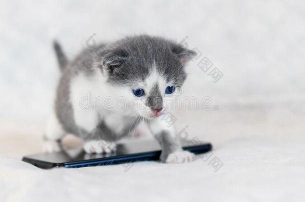 小的小猫在近处可移动的电话.使工作在家在的时候检疫期