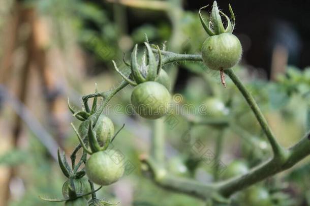 绿色的樱桃番茄生长的采用指已提到的人农场