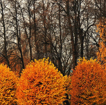 耶洛树采用一秋公园.一池塘一d树反映.图片