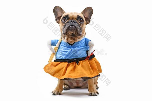 法国的斗牛犬狗打扮好的在上面和有趣的日本人方式衣服