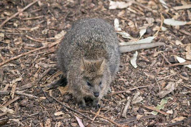 这是（be的三单形式一sm一llm一rsupi一lc一lled一quokk一