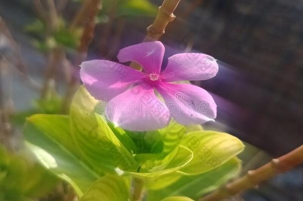 紫色的小的花植物美丽的植物