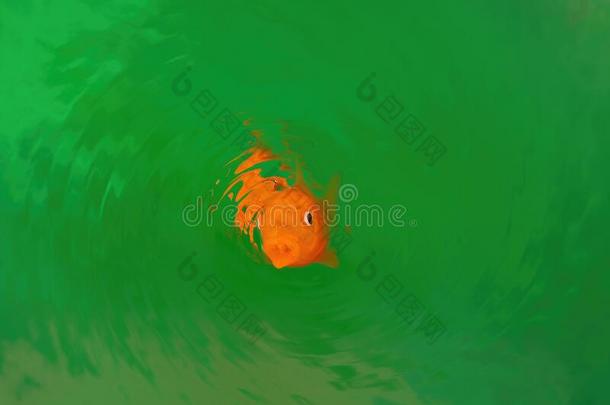金鱼制造圆形的逐渐扩散的感觉采用生动的绿色的水.