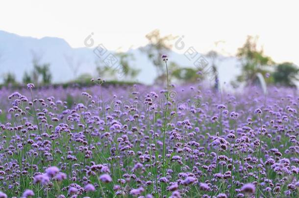 呕吐物花自然的颜色背景